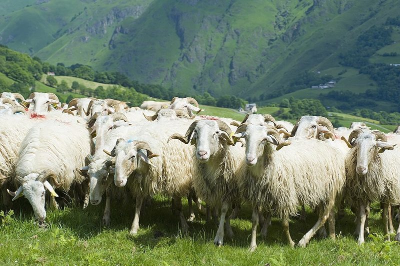 Agneau de lait des Pyrénées