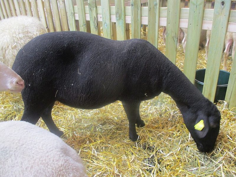 Agneau noir du Velay