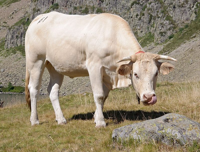 Bœuf blond d'Aquitaine