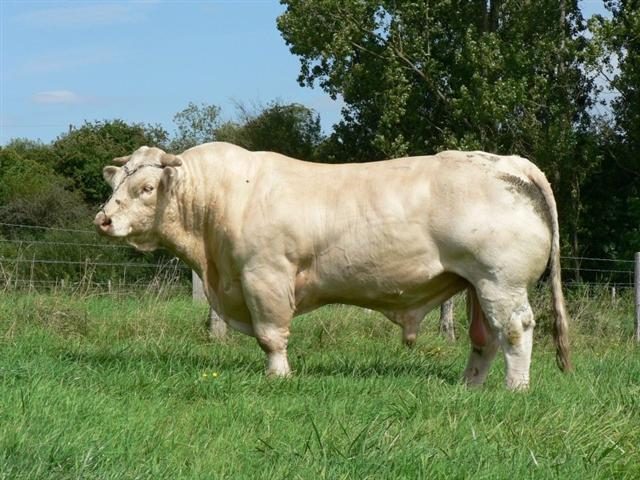 Bœuf charolais