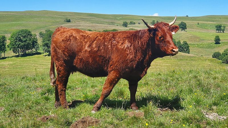 Bœuf de Salers