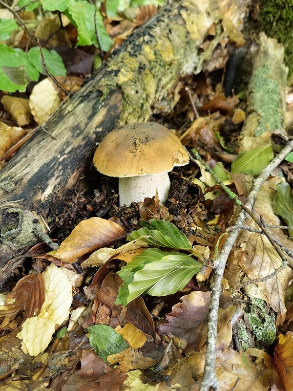 Cèpes à la bordelaise