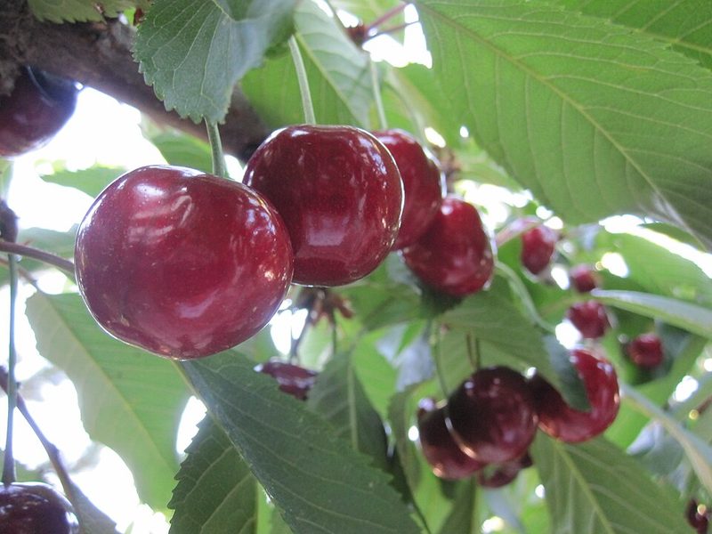 Cerise noire d'Itxassou
