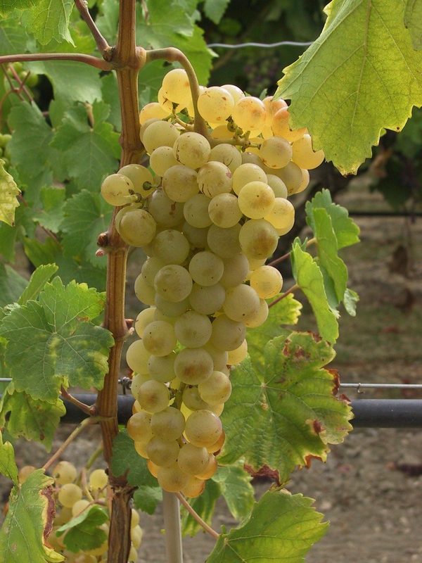 Chasselas de Moissac