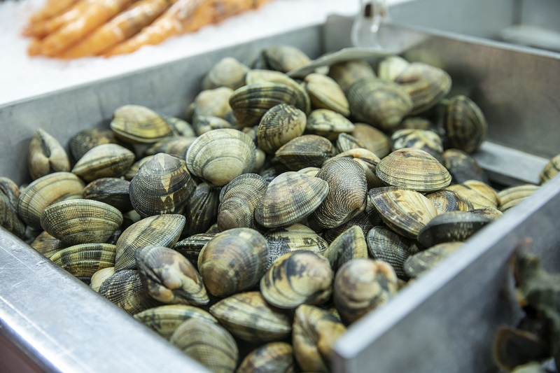 Coquillages de l'étang de Thau