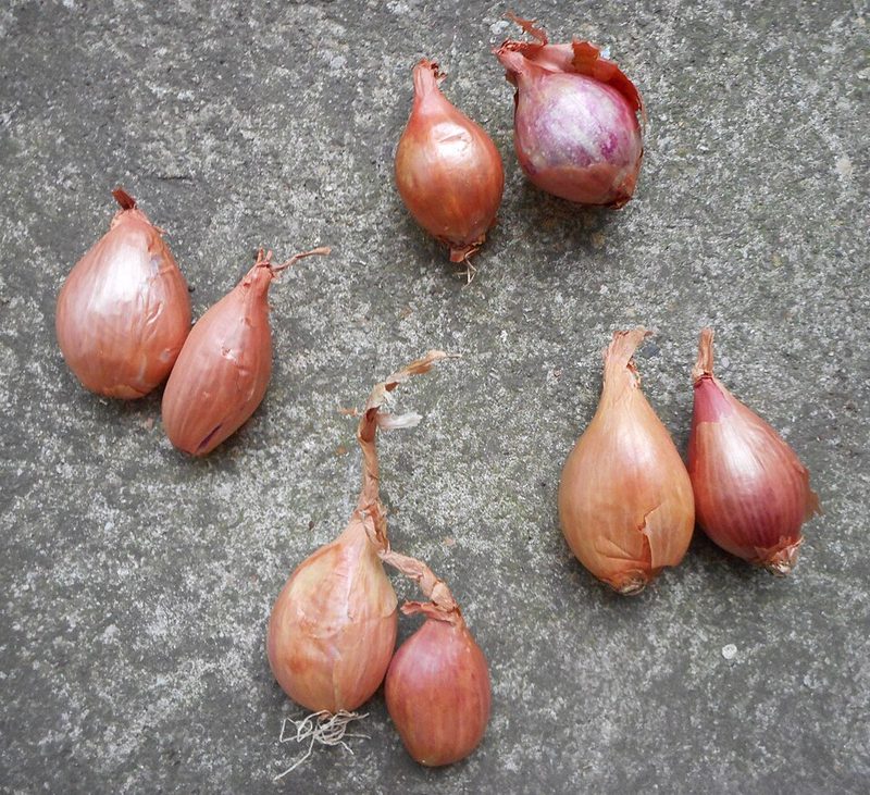 Échalote d'Anjou
