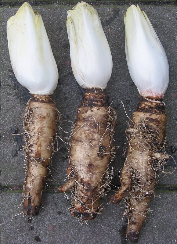 Endive du Nord