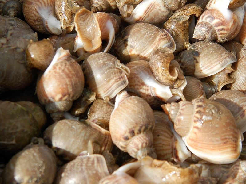 Escargots aux noisettes
