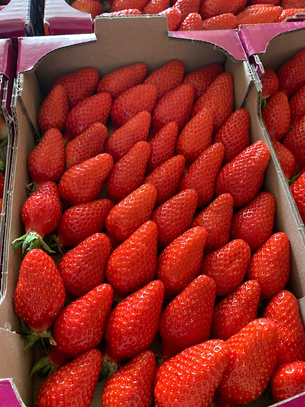 Fraise de Plougastel