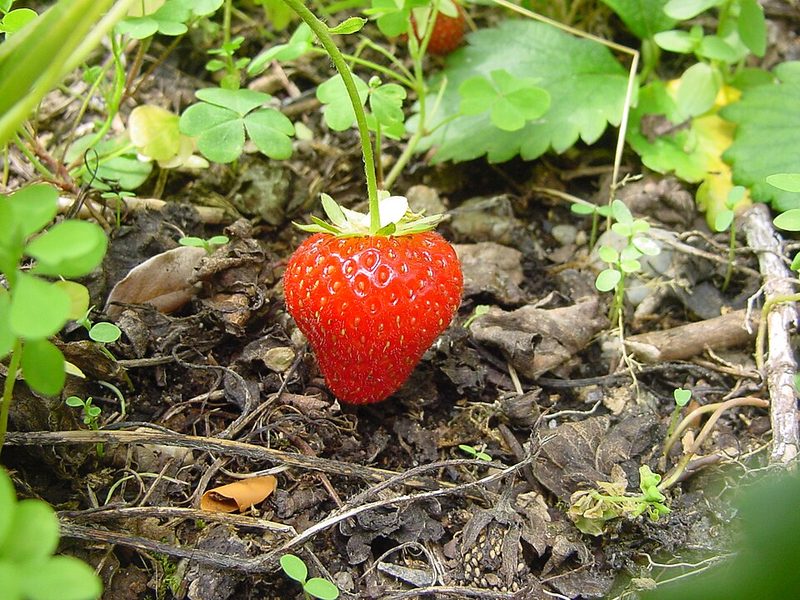 Fraise du Périgord