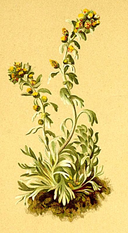 Génépi des Alpes
