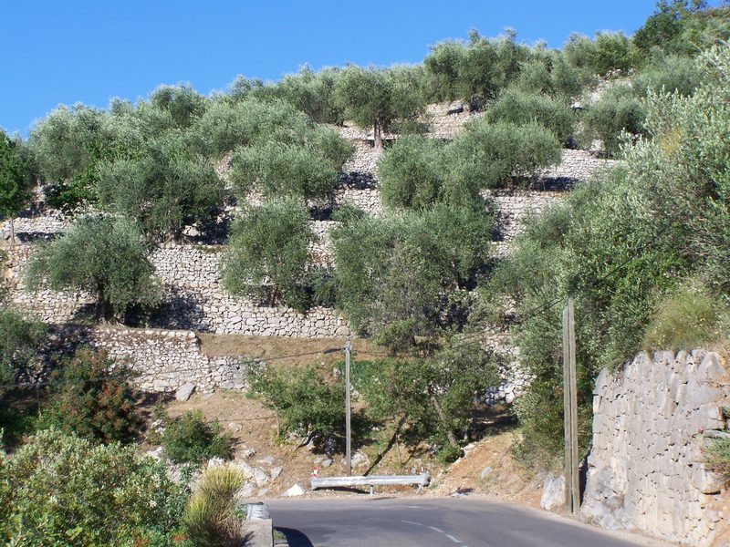 Huile d'olive de Nice