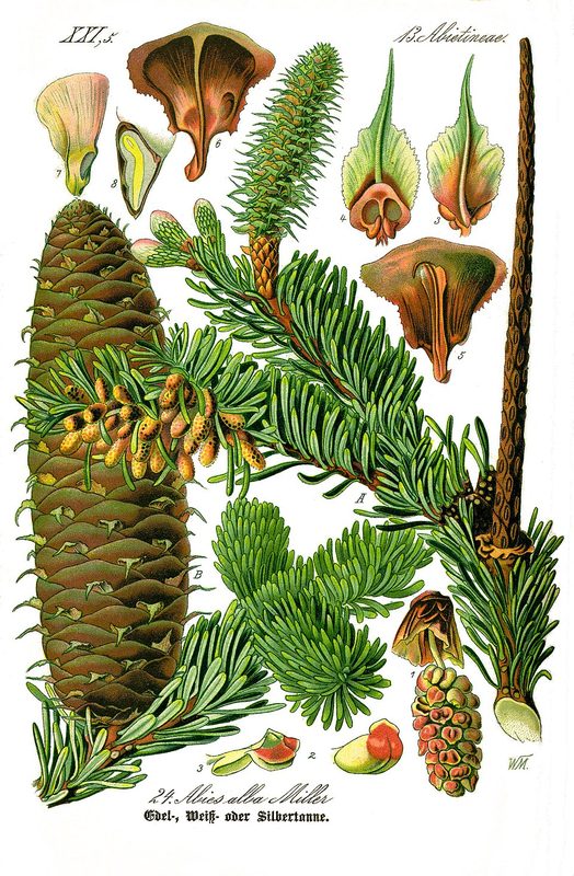 Miel de sapin du Jura