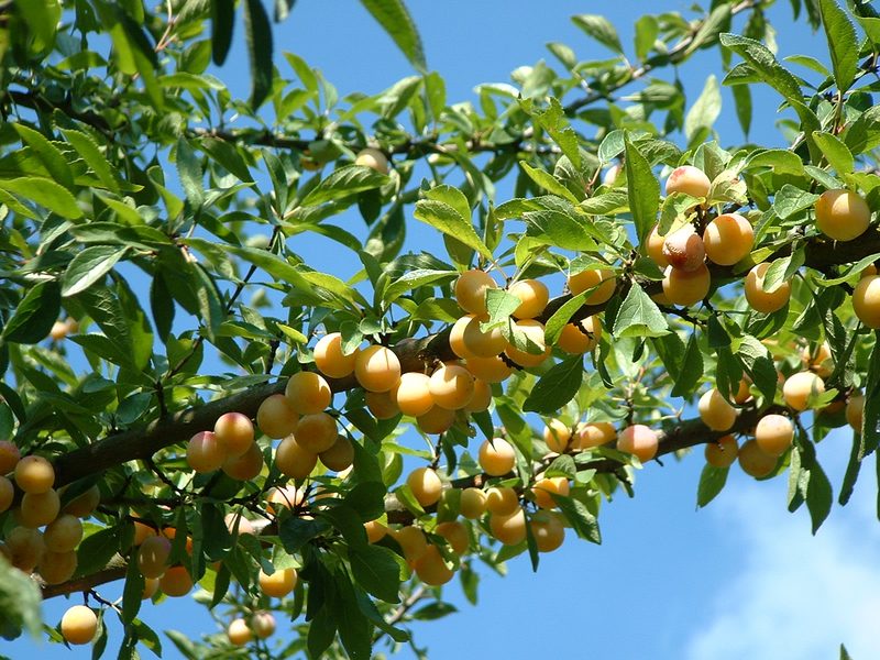 Mirabelle de Lorraine
