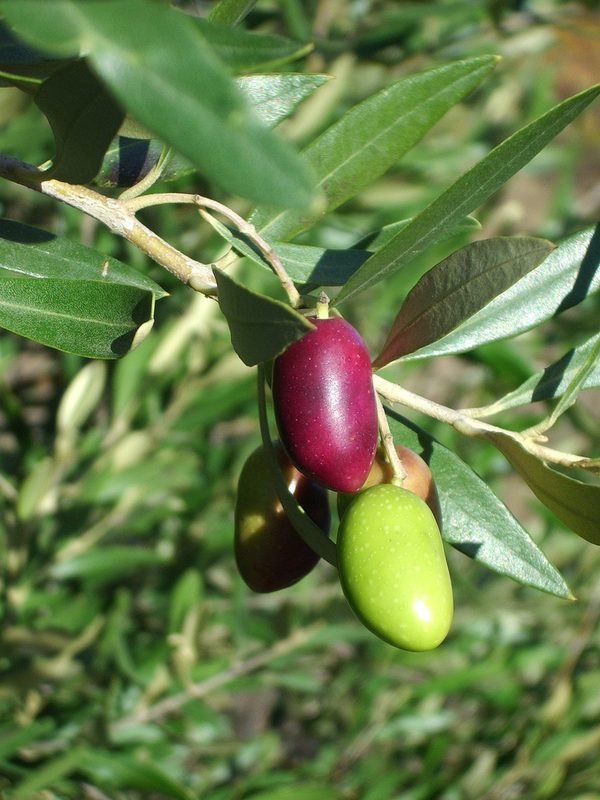Olives de Lucques