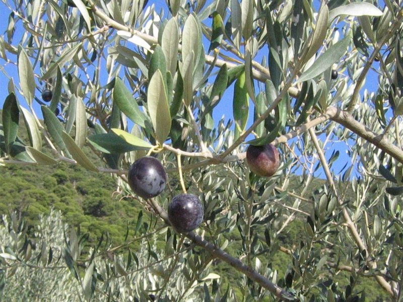 Olives de Nyons