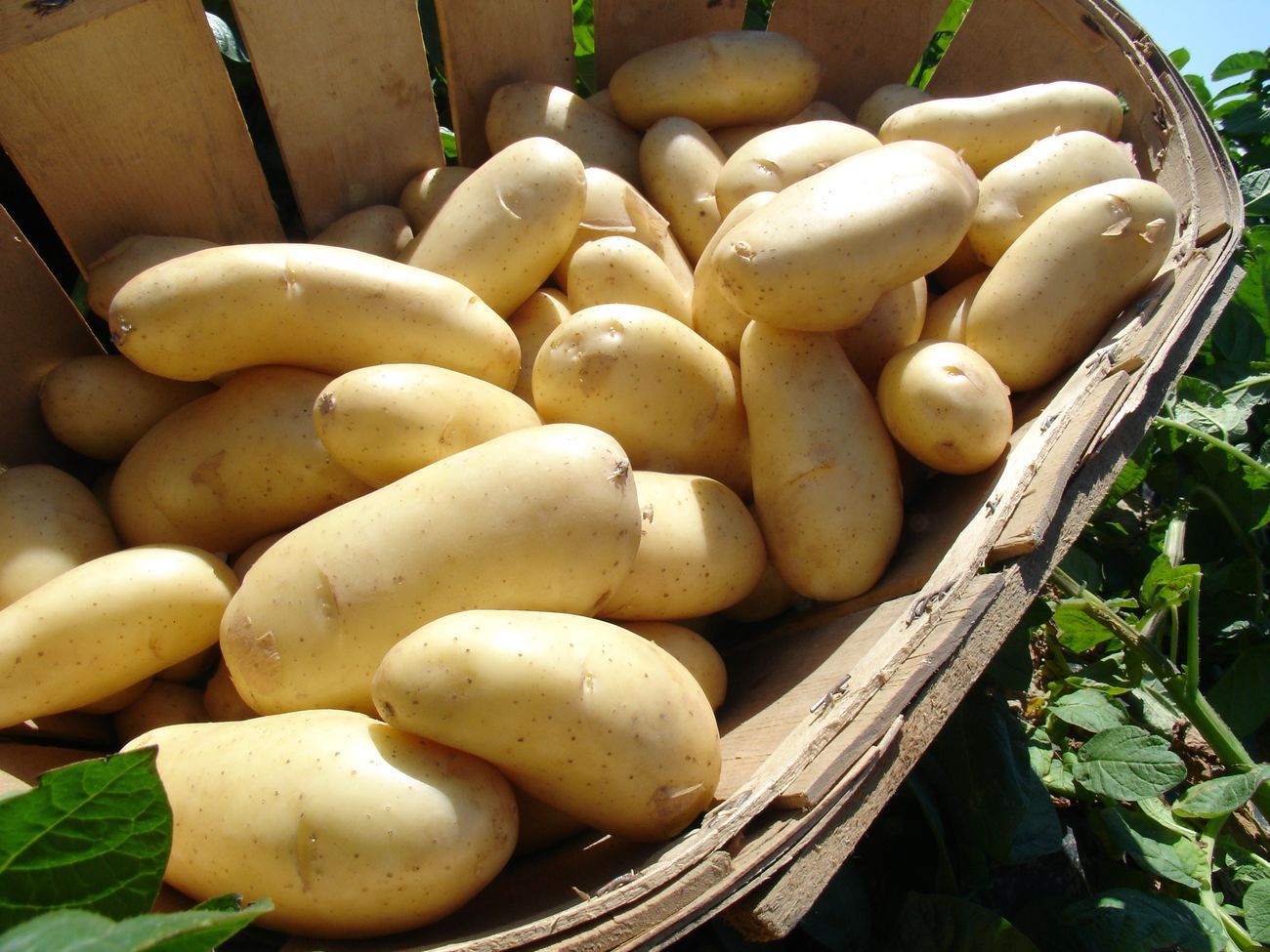 Pomme de terre Béa du Roussillon
