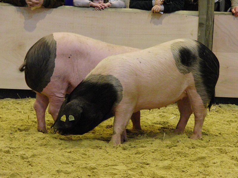 Porc basque Kintoa