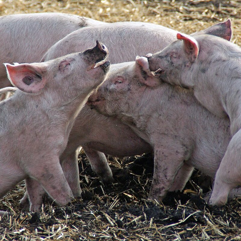 Porc fermier d'Auvergne