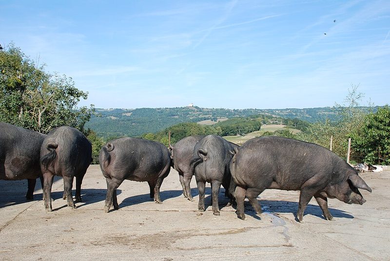 Porc noir gascon