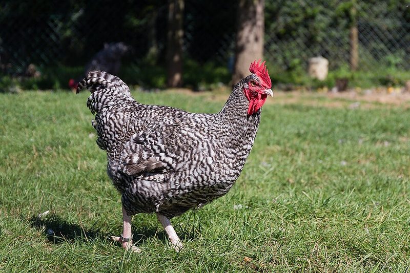 Poulet coucou de Rennes