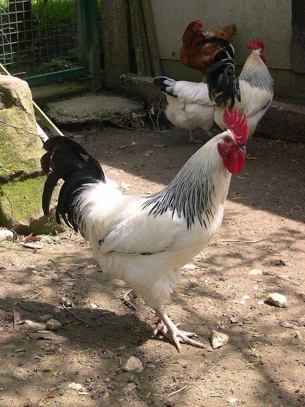 Poulet fermier du Bourbonnais