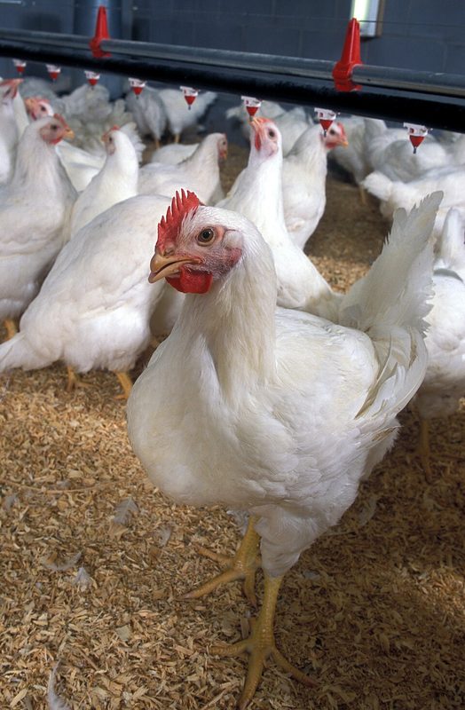 Poulet jaune des Landes