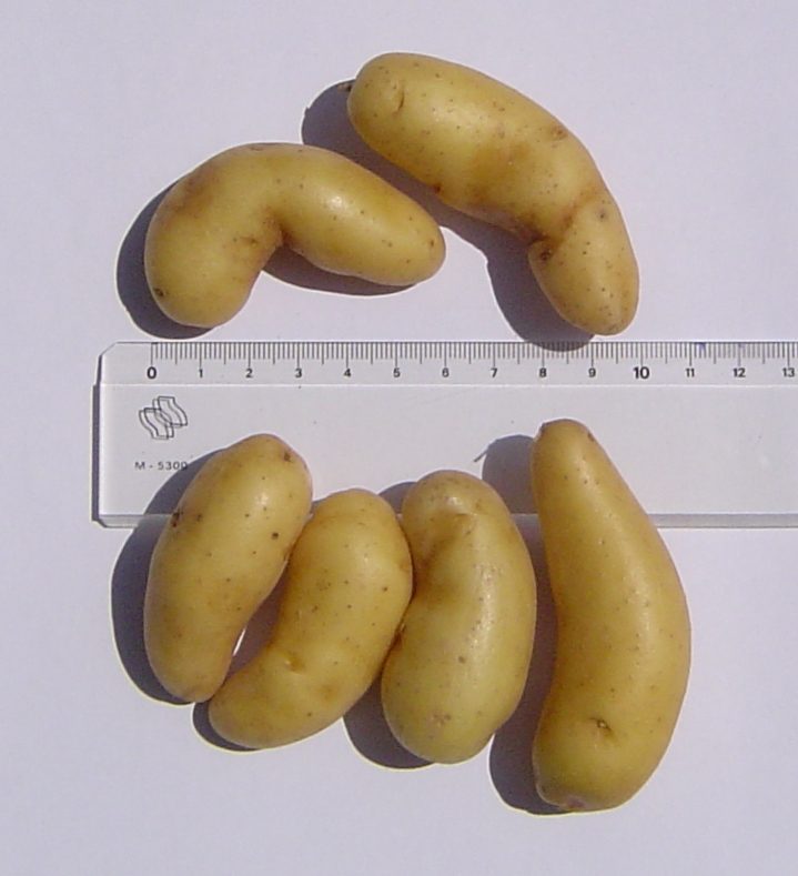 Ratte d'Ardèche