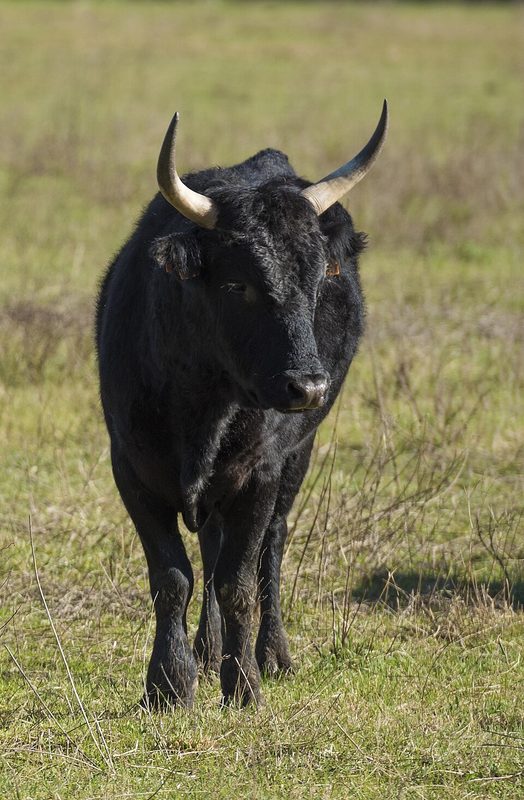 Taureau de Camargue