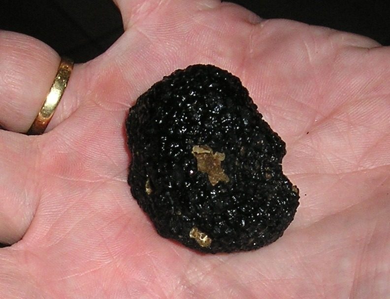 Truffe de Bourgogne