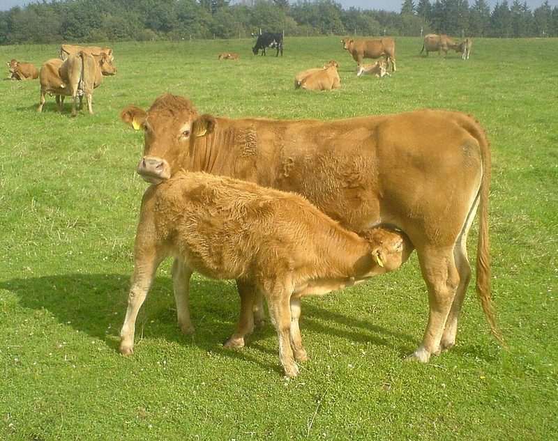 Veau sous la mère du Limousin
